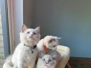 Ragdoll cats TICA Quality Beautiful ragdoll kittens 😻🌟 - Advert 11