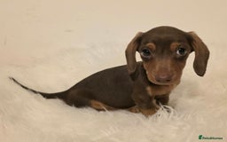 Miniature Dachshund dogs for sale: REDUCED LITTER KC REG mini Daxi  - Image 25