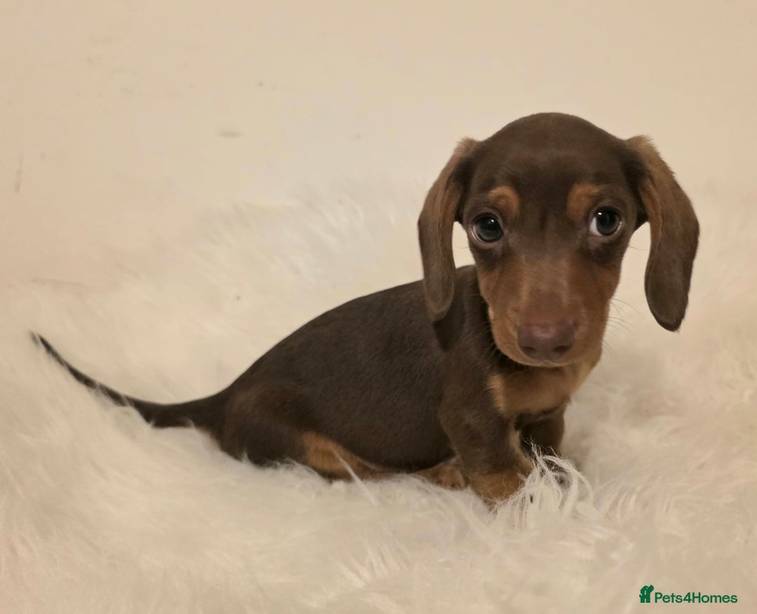Miniature Dachshund dogs for sale: REDUCED LITTER KC REG mini Daxi  - Image 25
