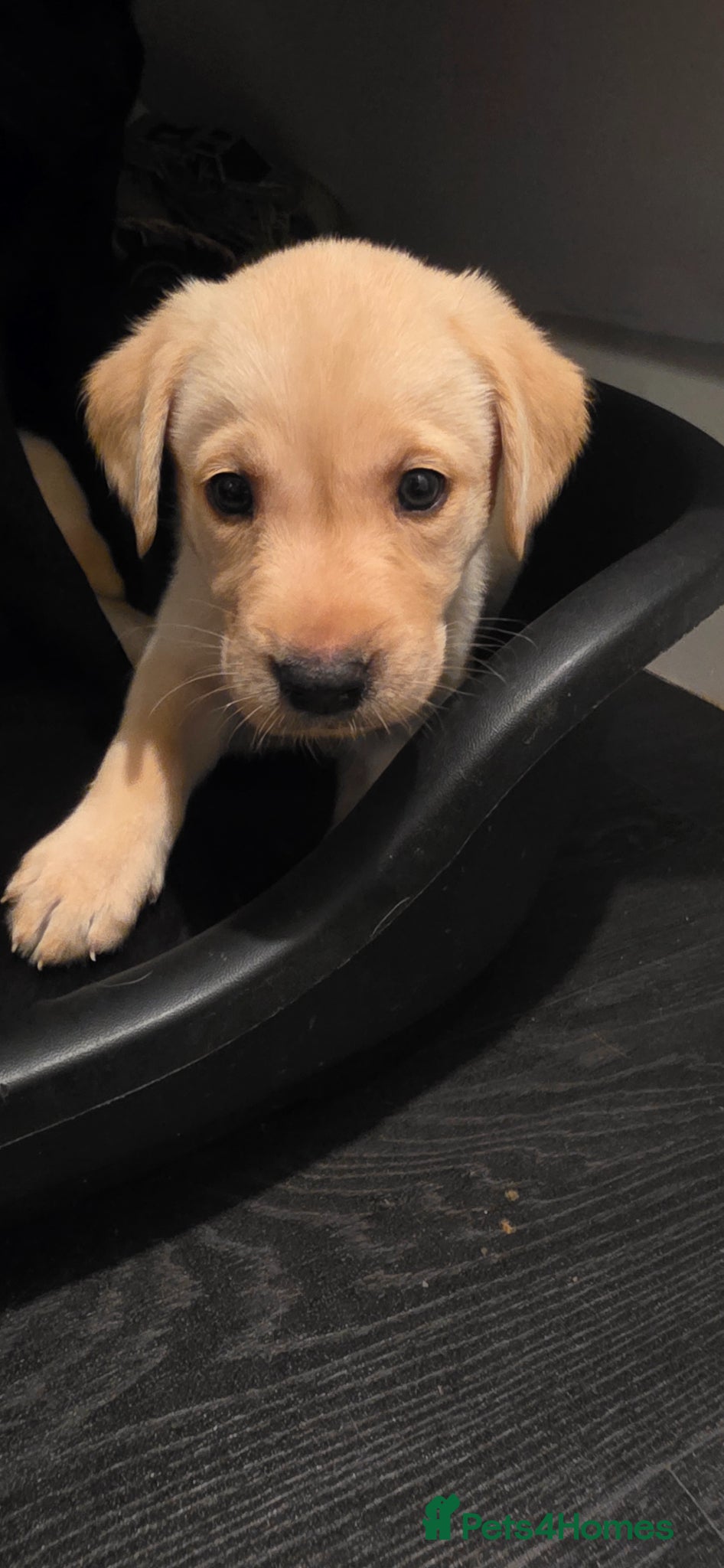 Labrador Retriever dogs for sale: Pure Breed Labrador Puppies  in Liskeard - Advert 4