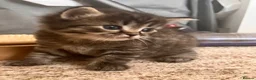 Mixed Breed cats for sale: Ragdoll x Maine Coon  - Advert 4