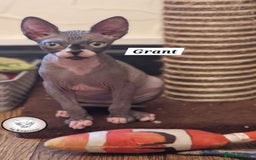 Sphynx cats for sale: 💕 two beautiful male Canadian Sphynx for sale  💕 - Image 6
