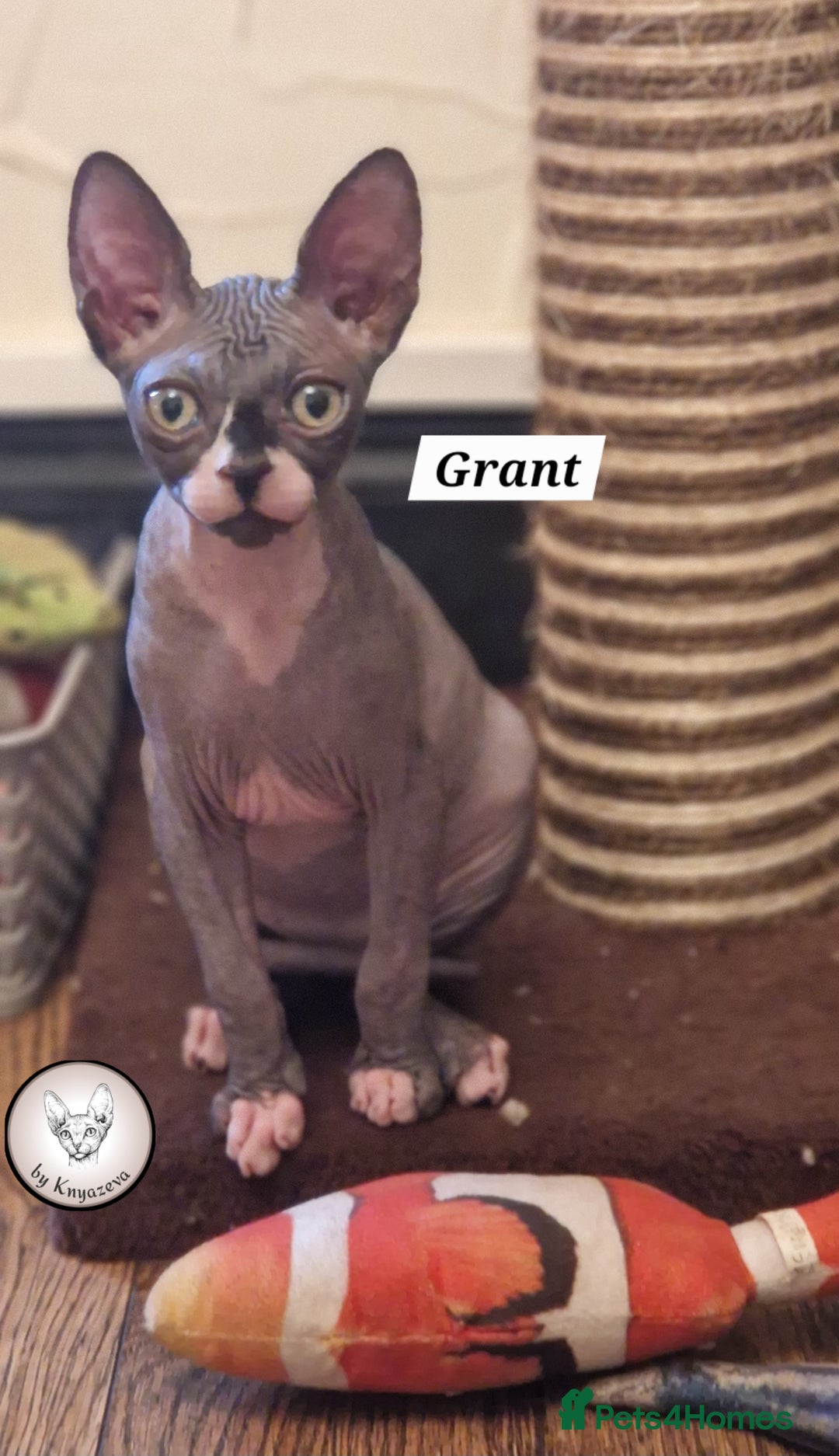 Sphynx cats for sale: 💕 two beautiful male Canadian Sphynx for sale  💕 - Image 6