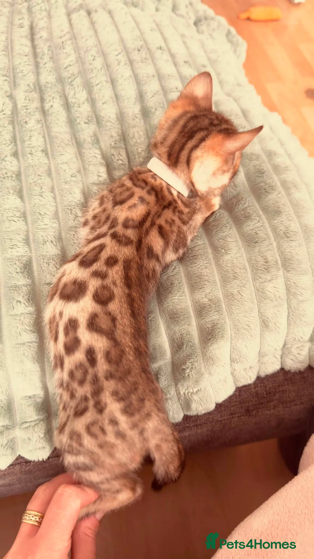 Bengal cats for sale: TICABengal Kittens FullyVaccinated Ready NOW❗️❗️❗️ - Advert 28