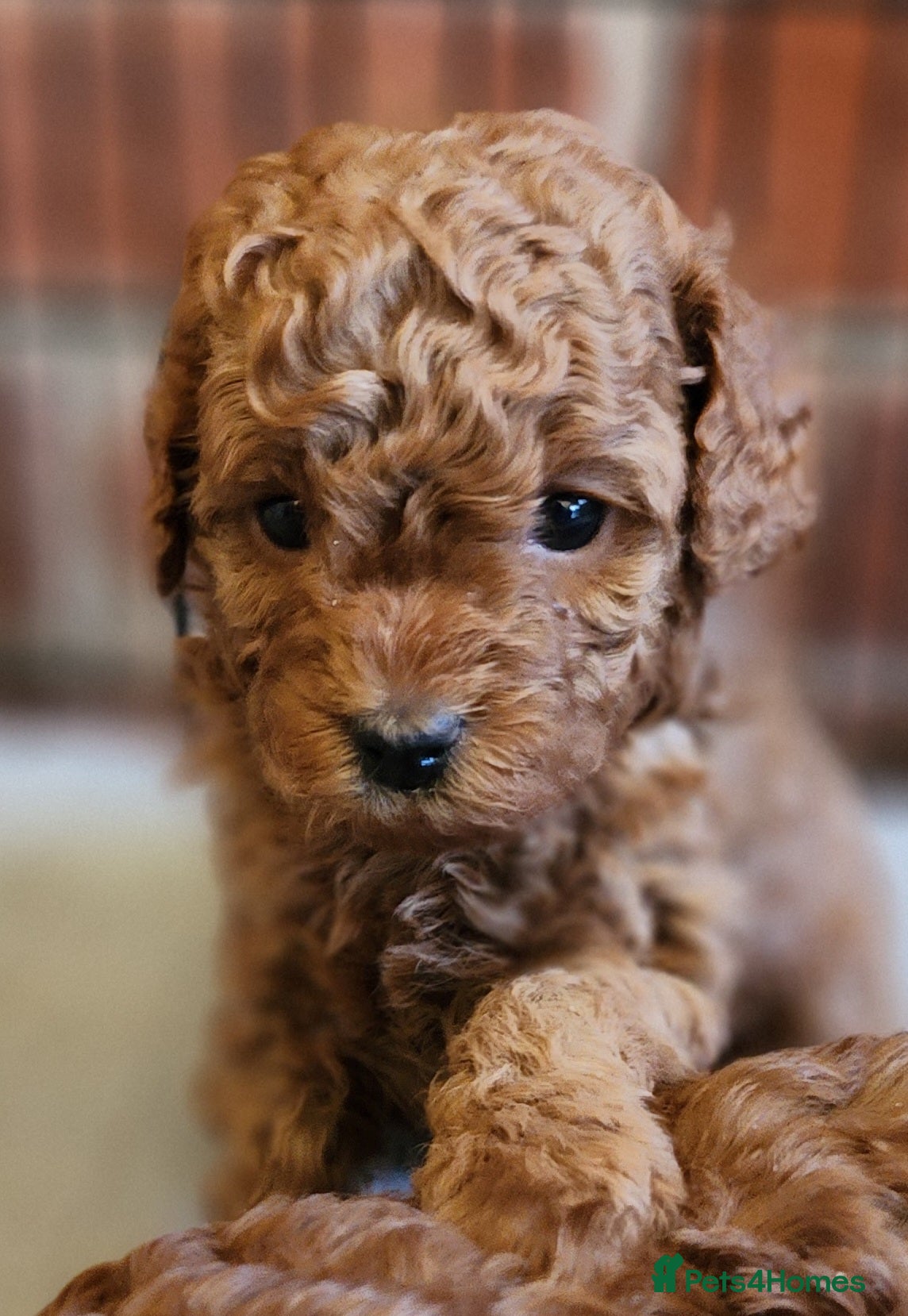 Labradoodle dogs 🐾 Beautiful F2b Mini Labradoodle Puppies  - Advert 2