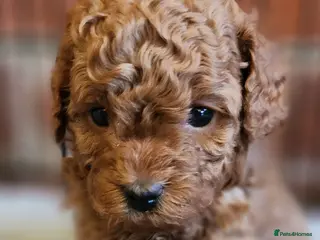 Labradoodle dogs 🐾 Beautiful F2b Mini Labradoodle Puppies - Advert 2