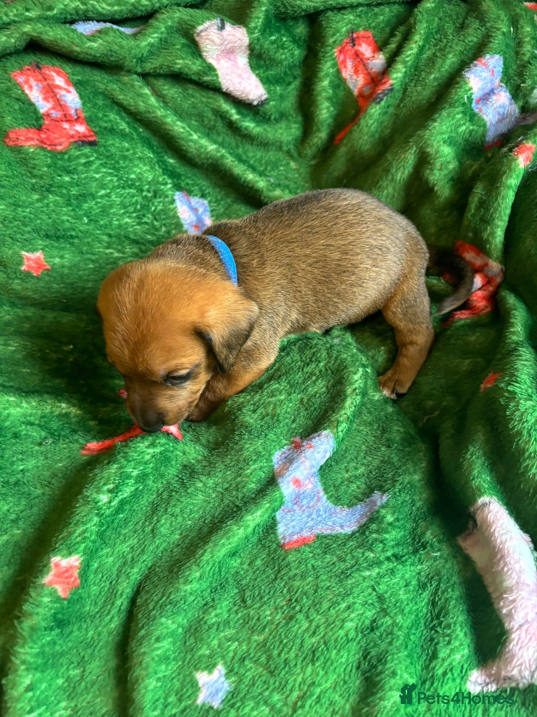 Miniature Dachshund dogs for sale: Dachshund x Jack Russell puppies (Jackshund) - Image 22