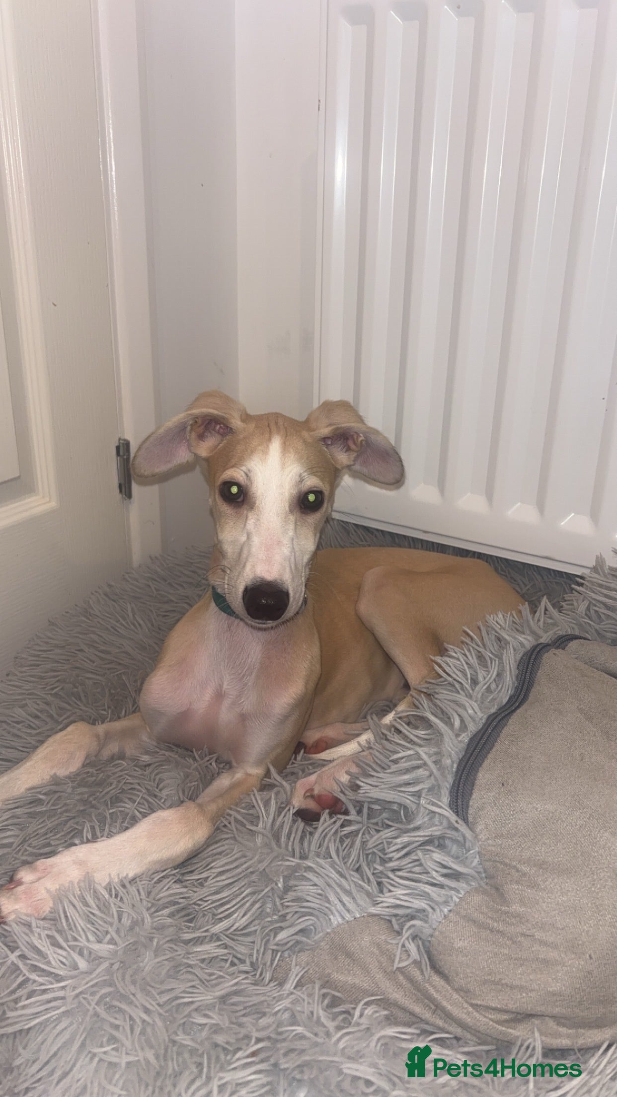 Lurcher dogs Puppy Male Lurcher - Advert 2