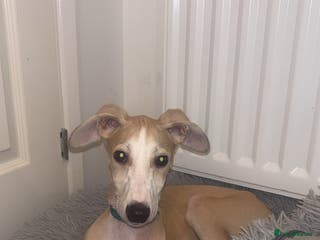 Lurcher dogs Puppy Male Lurcher - Advert 9