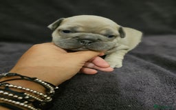 French Bulldog dogs for sale: French bulldog puppies - Advert 4