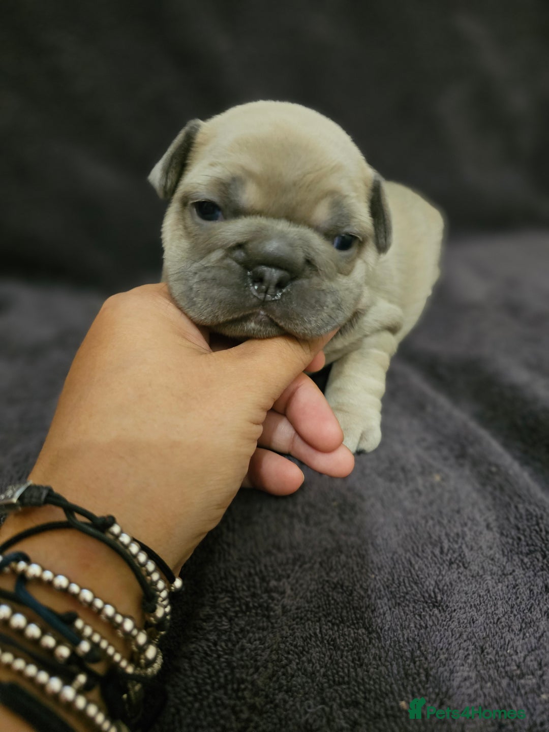French Bulldog dogs for sale: French bulldog puppies - Advert 4