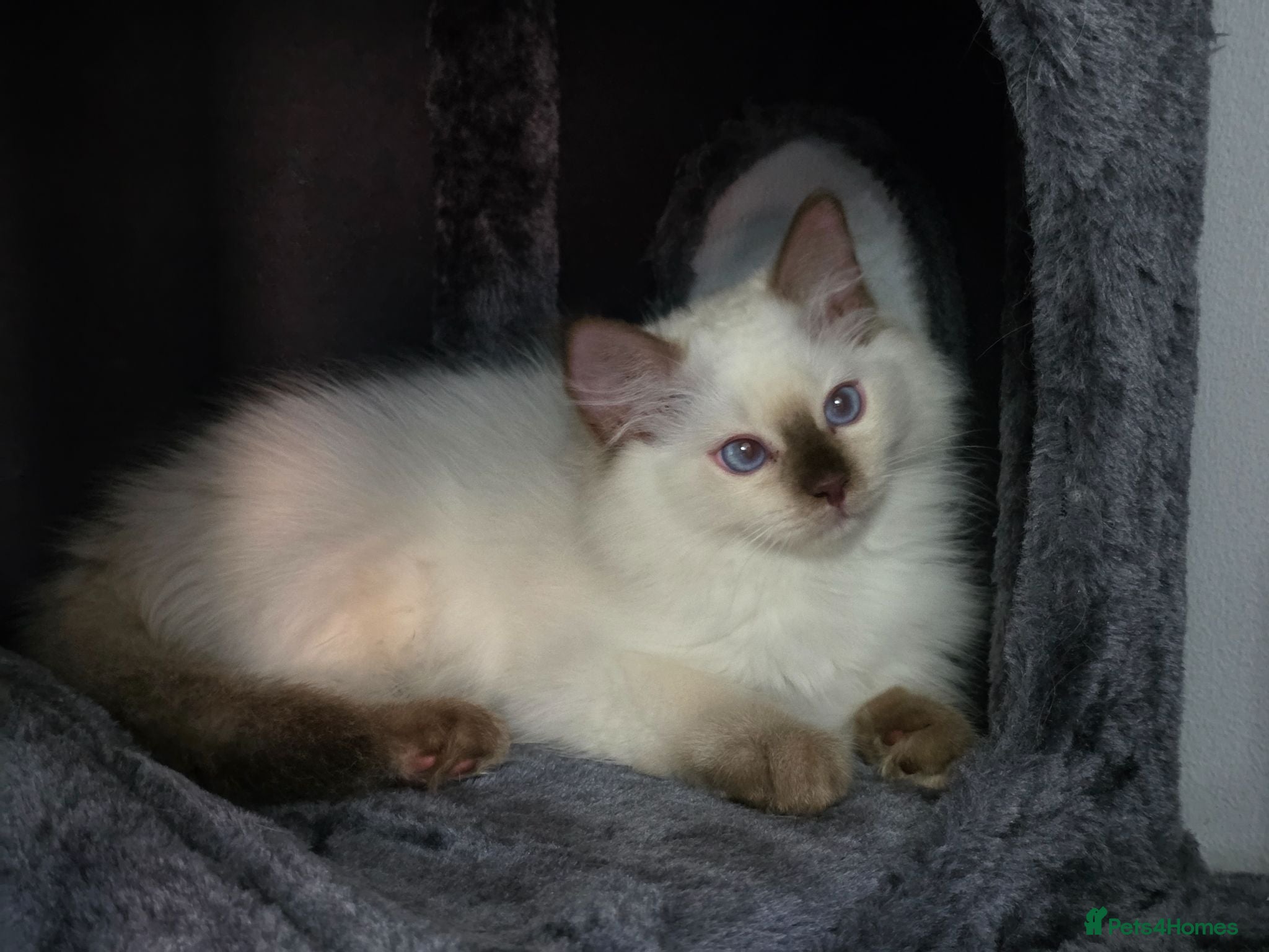 Ragdoll cats GCCF REGISTERED RAGDOLL KITTENS  - Advert 2