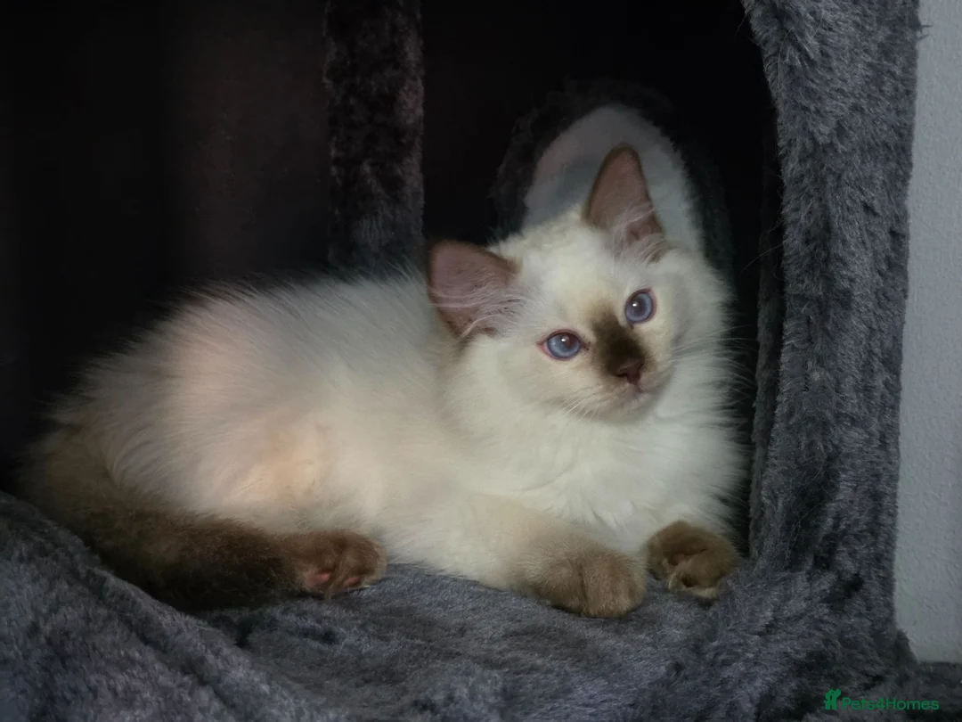 Ragdoll cats for sale: GCCF REGISTERED RAGDOLL KITTENS  - Advert 2