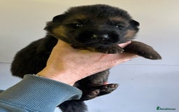 German Shepherd dogs for sale: Litter of puppies with a World Class Pedigree  - Advert 24