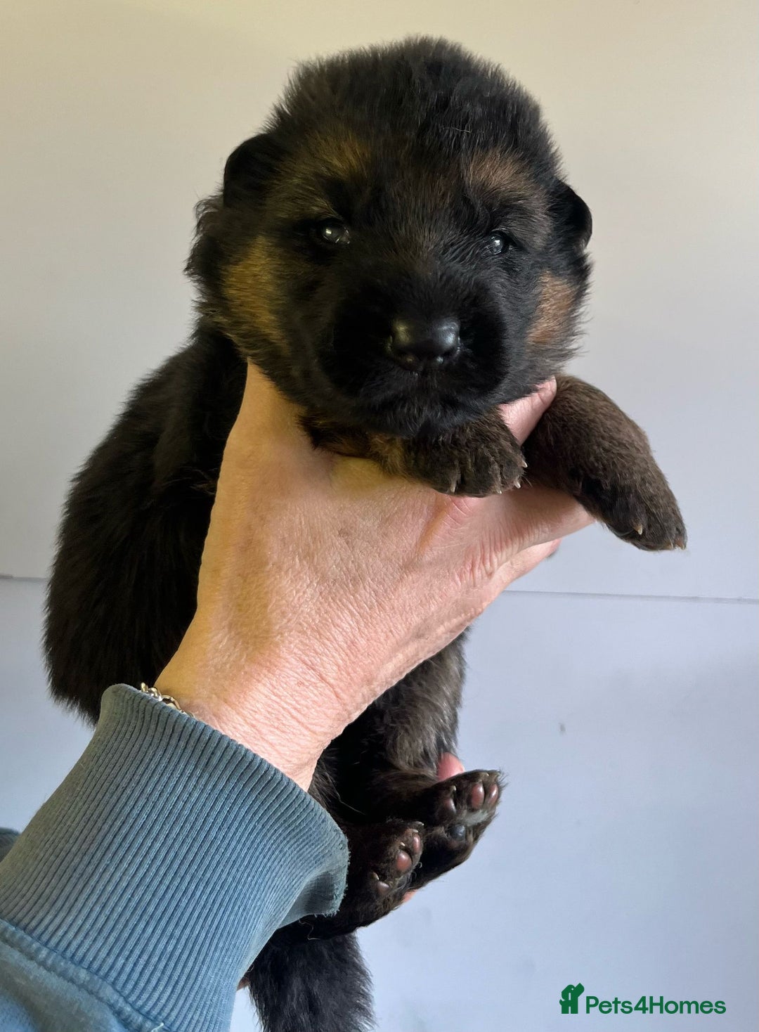 German Shepherd dogs for sale: Litter of puppies with a World Class Pedigree  - Advert 24