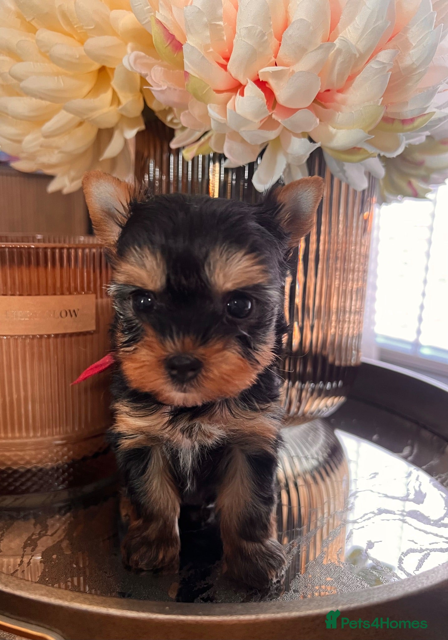 Yorkshire Terrier dogs 🌺 Only one tiny little girl is still available🌺 - Advert 3