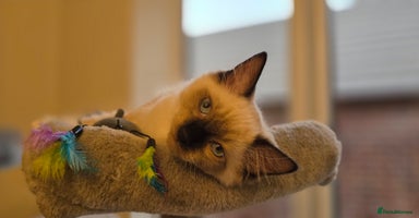 Ragdoll cats - Advert 14