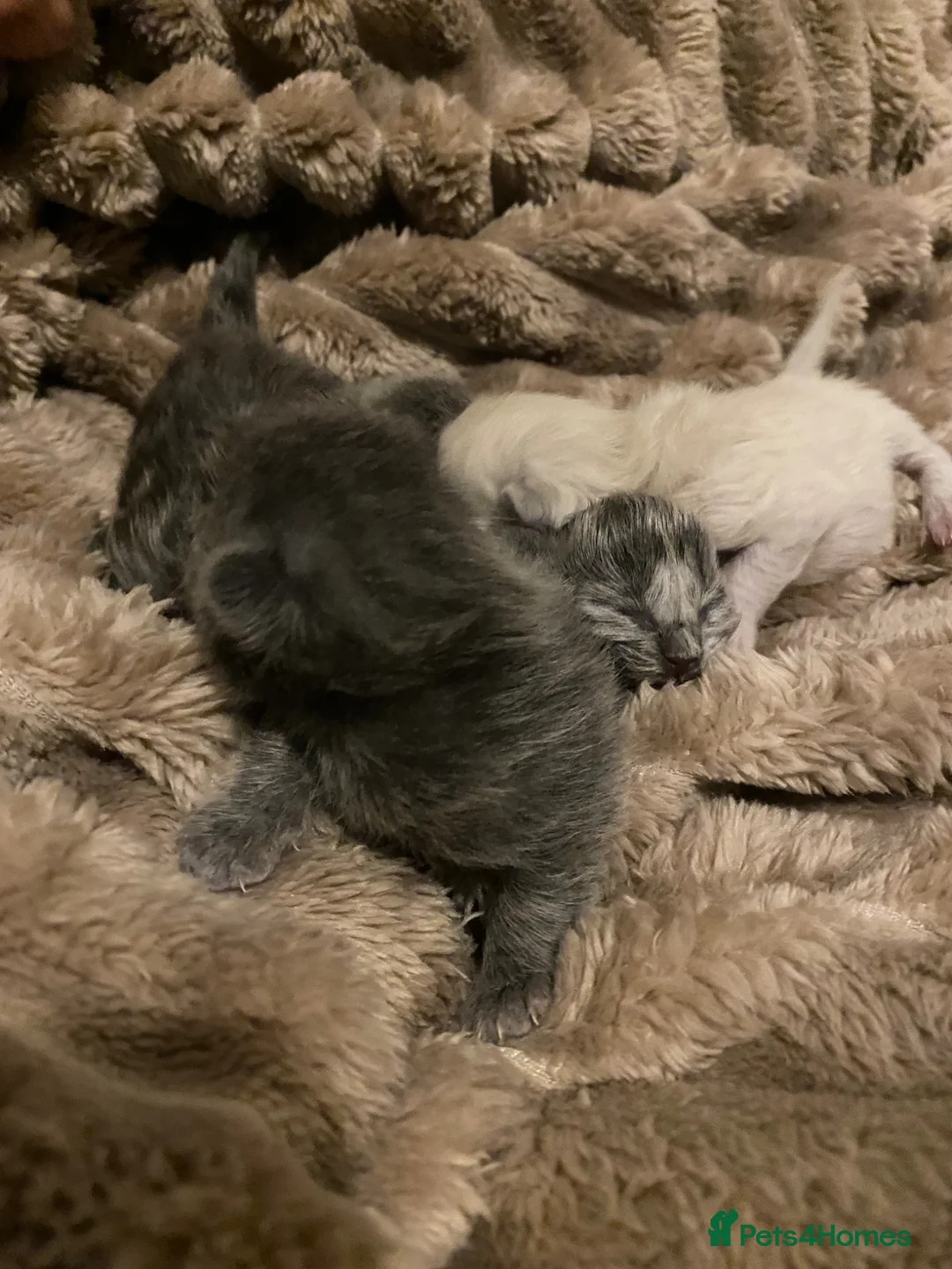 British Shorthair cats for sale:  British Shorthair X Ragdoll - Advert 5
