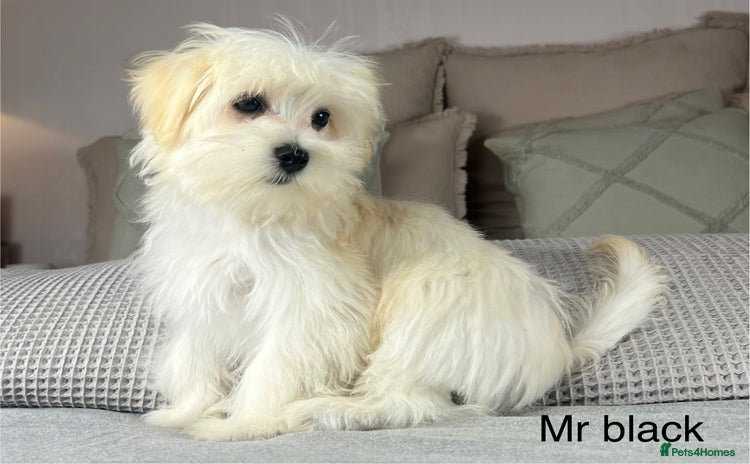 Maltese dogs - Advert 2