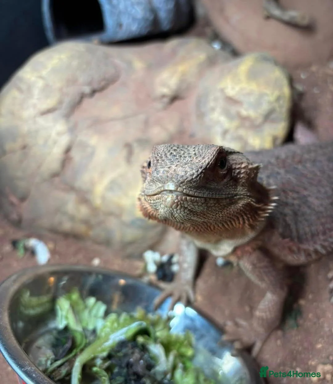 Bearded Dragon reptiles for sale: Daisy the bearded dragon - Advert 1