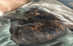 Domestic Shorthair cats for sale: Two 1 year old female cats  - Image 9