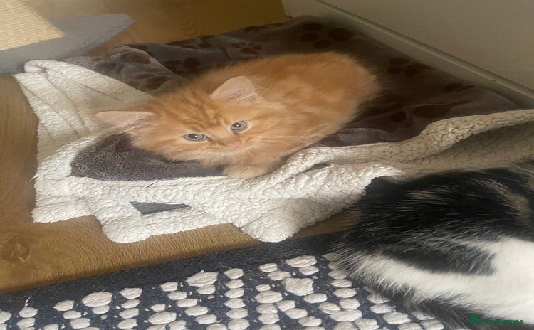 Mixed Breed cats - Advert 7