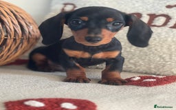 Miniature Dachshund dogs for sale: Miniature smooth dachshund puppies ready now - Image 19