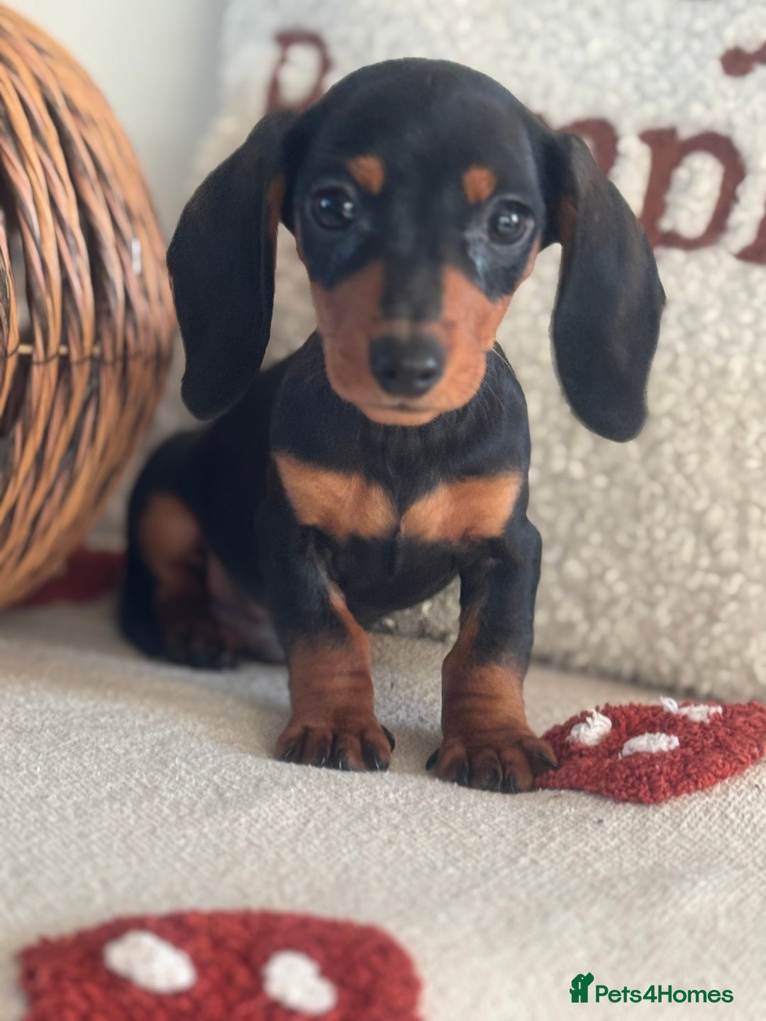 Miniature Dachshund dogs for sale: Miniature smooth dachshund puppies ready now - Image 19