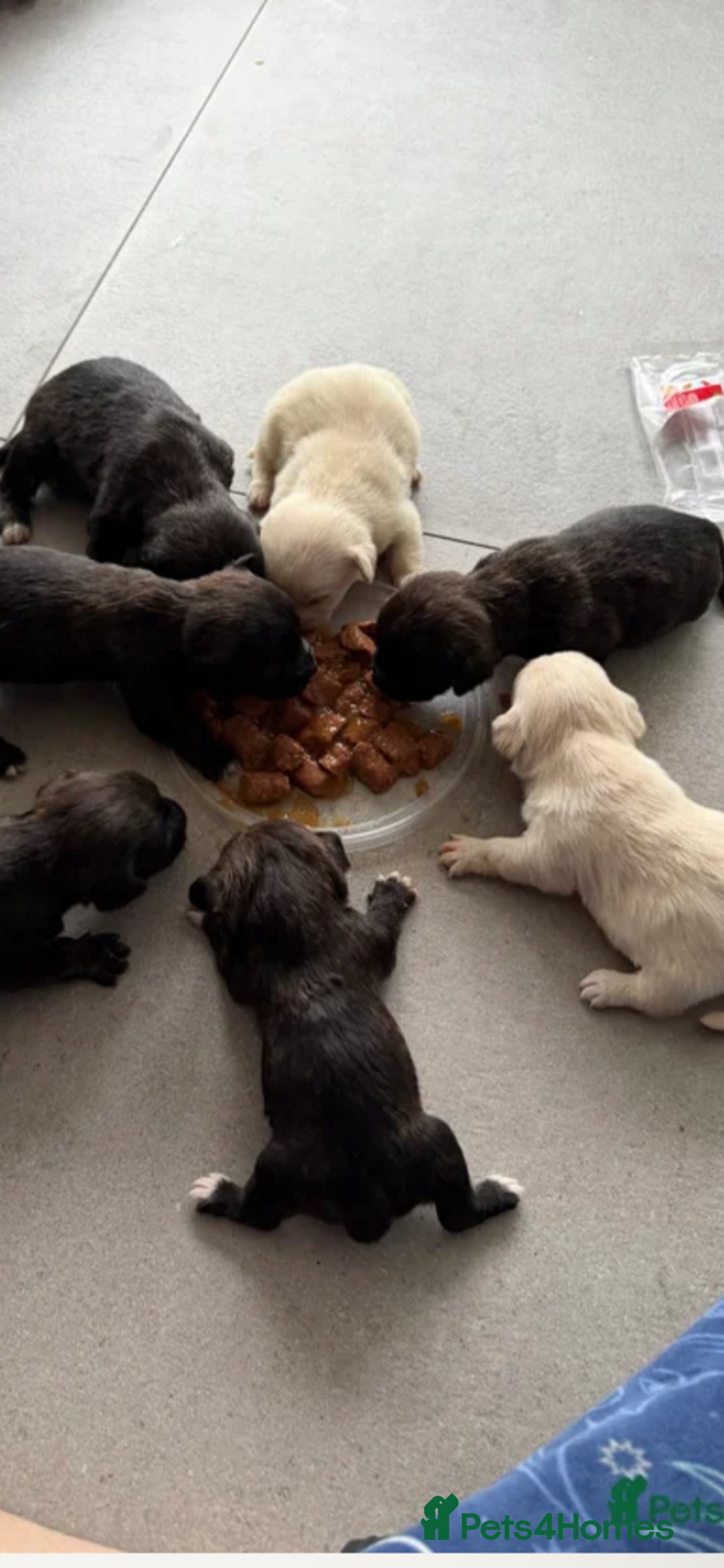 Mixed Breed dogs for sale: Seeking Help in Exchange for Puppy - Advert 9