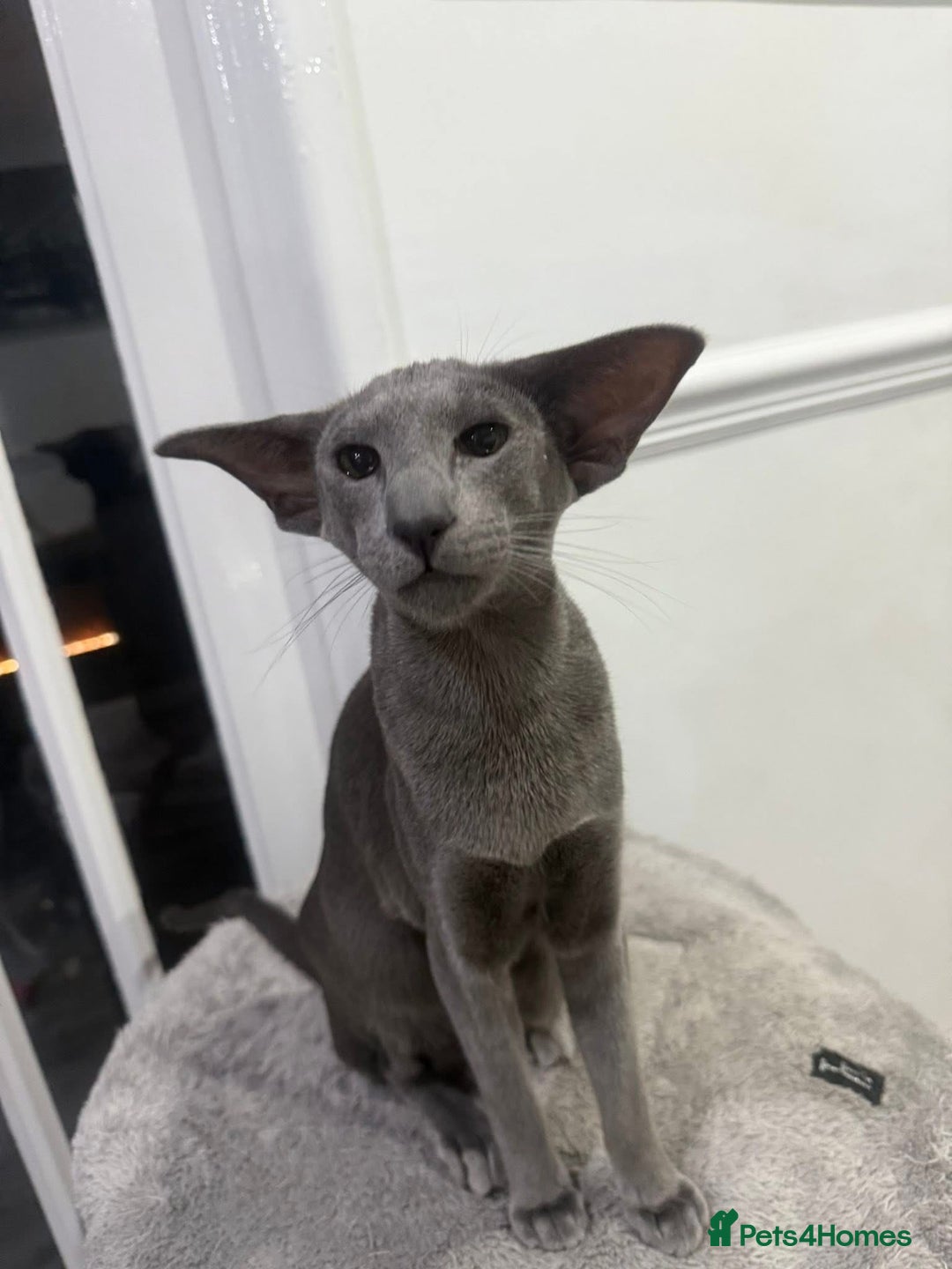 Oriental cats for sale: Stunning active blue girl Gccf registered  - Advert 1