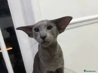 Oriental cats Stunning active blue girl Gccf registered - Advert 3