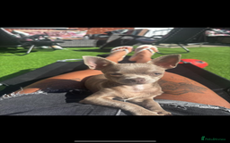 Chihuahua dogs for sale: Chihuahua for sale  - Image 1