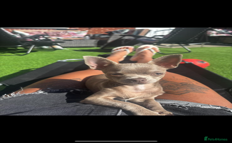 Chihuahua dogs - Advert 2
