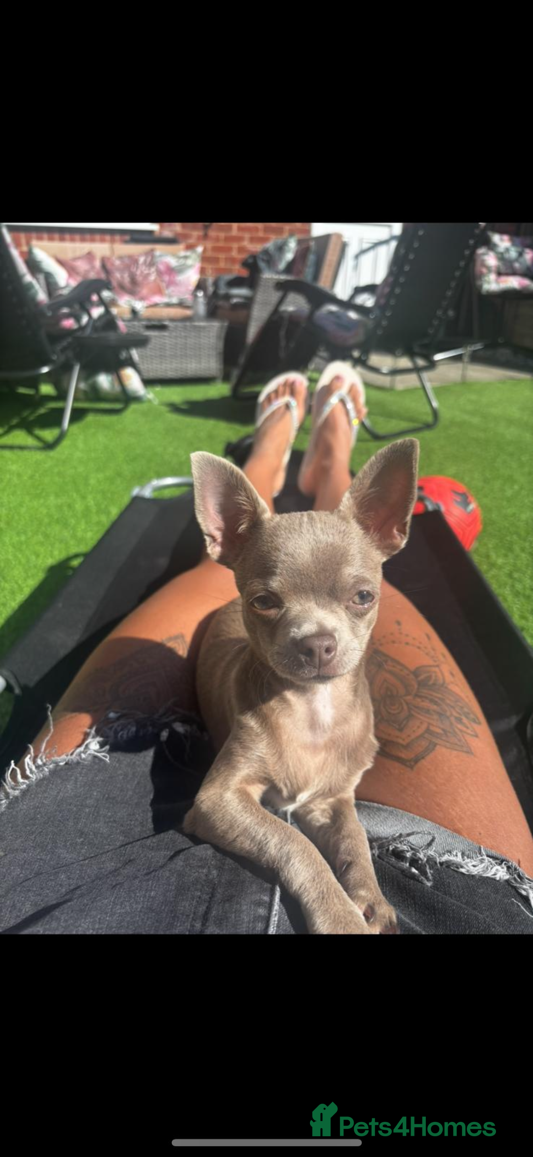 Chihuahua dogs for sale: Chihuahua for sale  - Image 1