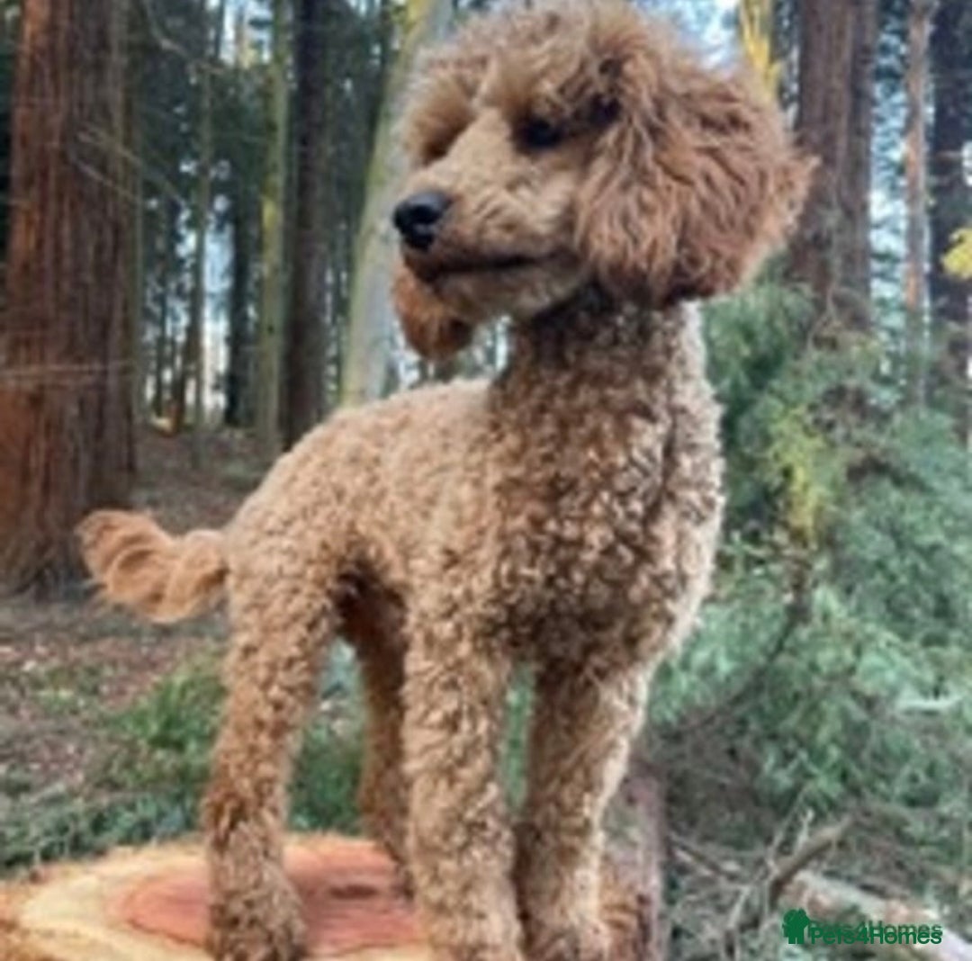 Miniature Poodle dogs for stud: Deep Red Miniature Poodle Stud   in Romford - Image 5