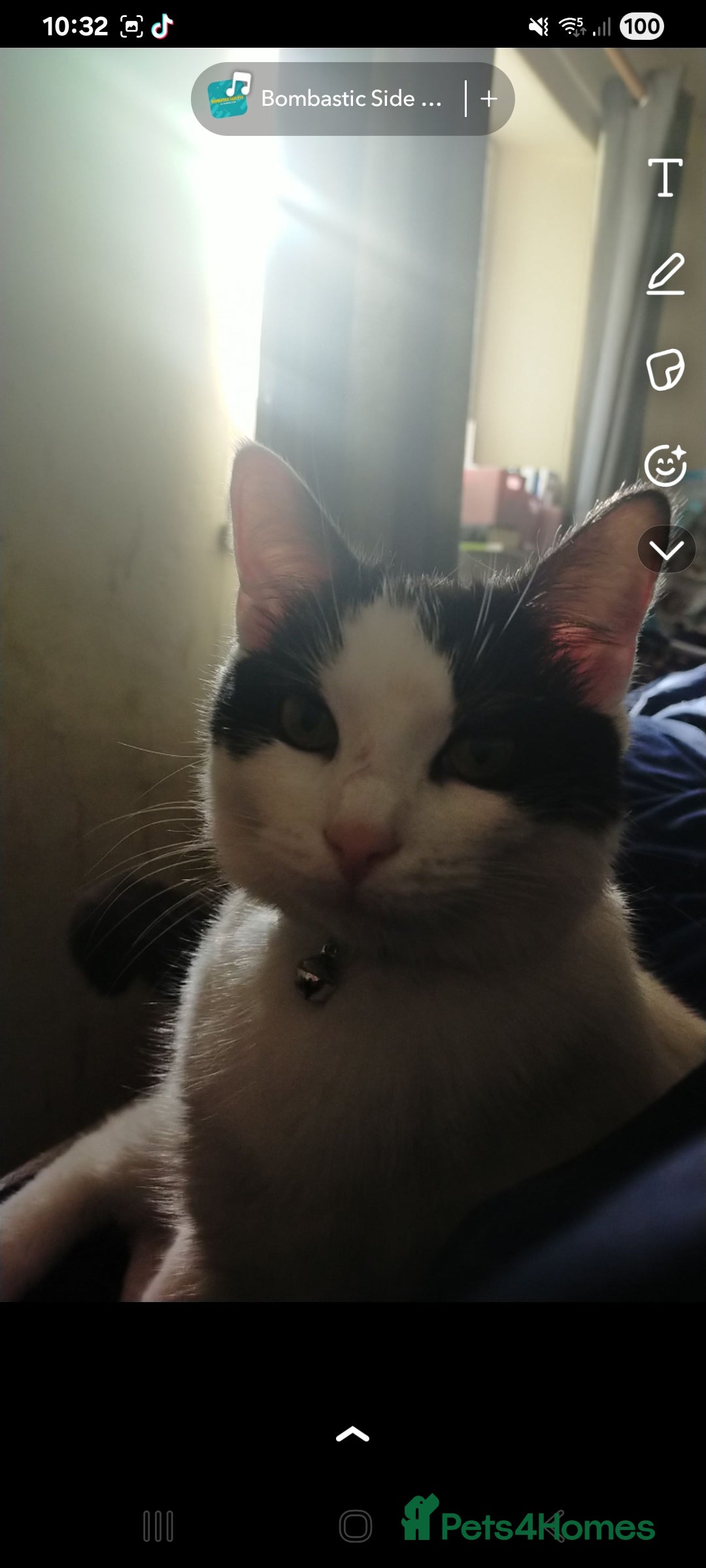 Mixed Breed cats for sale: Bonded pair of cats. - Advert 3