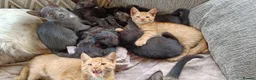 Mixed Breed cats for sale: Kittens for sale, suitable for home or farm. in Church Stretton - Advert 3