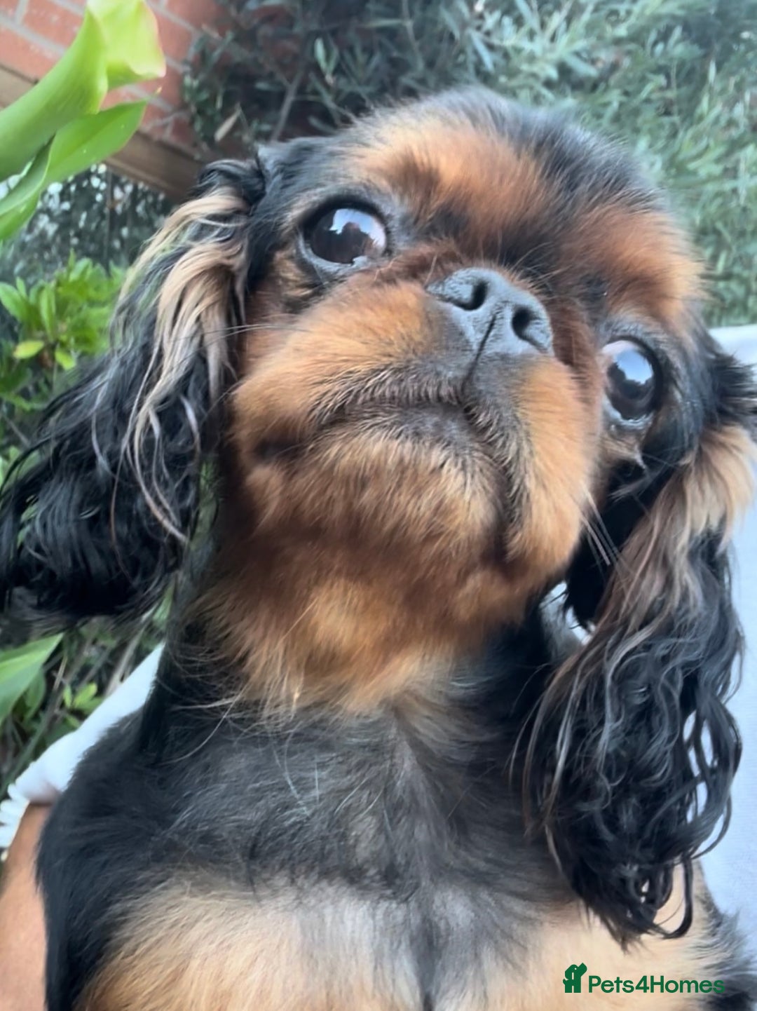 King Charles Spaniel dogs for sale: King Charles Spaniel - Image 5