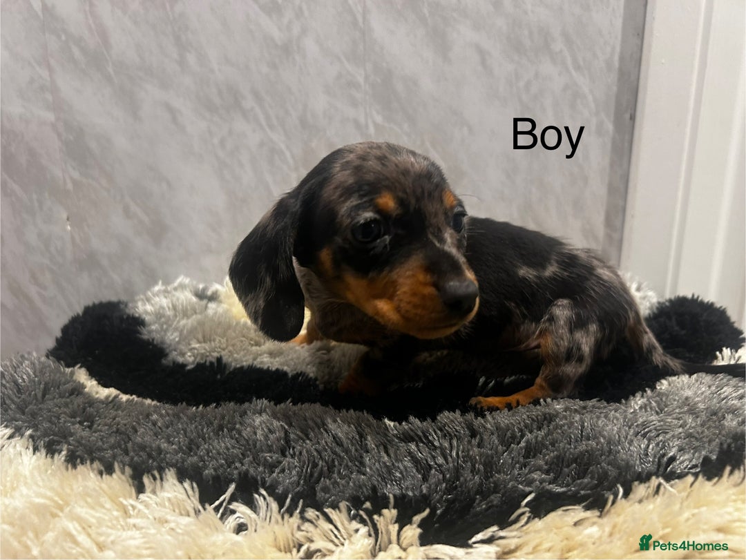 Miniature Dachshund dogs for sale: Miniature dachshund boy  - Advert 5