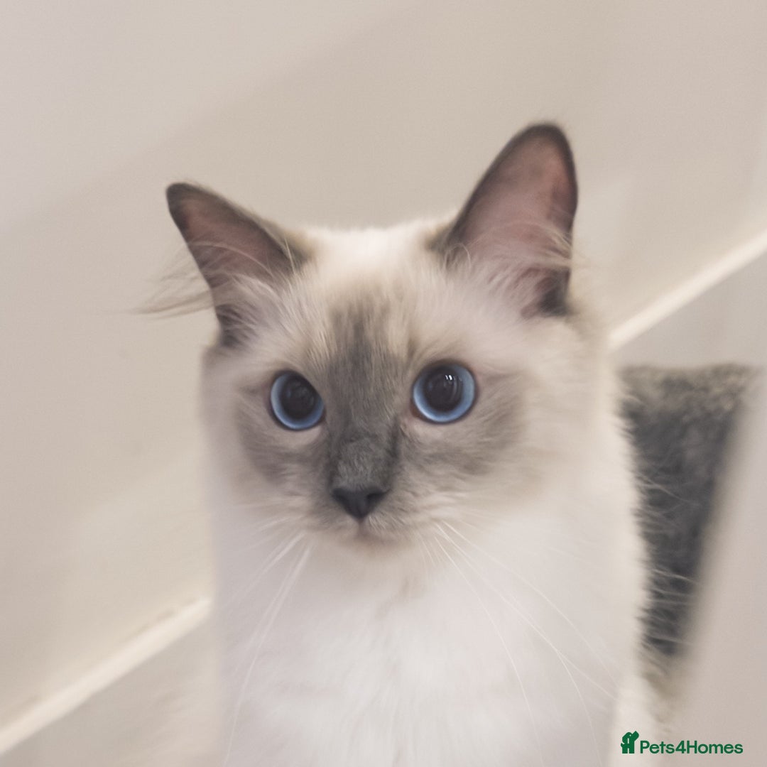 Ragdoll cats for sale: Our Lovely Girl – Looking for a Forever Home - Image 2