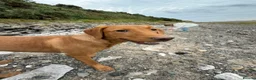 Labrador Retriever dogs for sale: Labrador Retriever (Tilly) in Poulton-le-Fylde - Advert 4