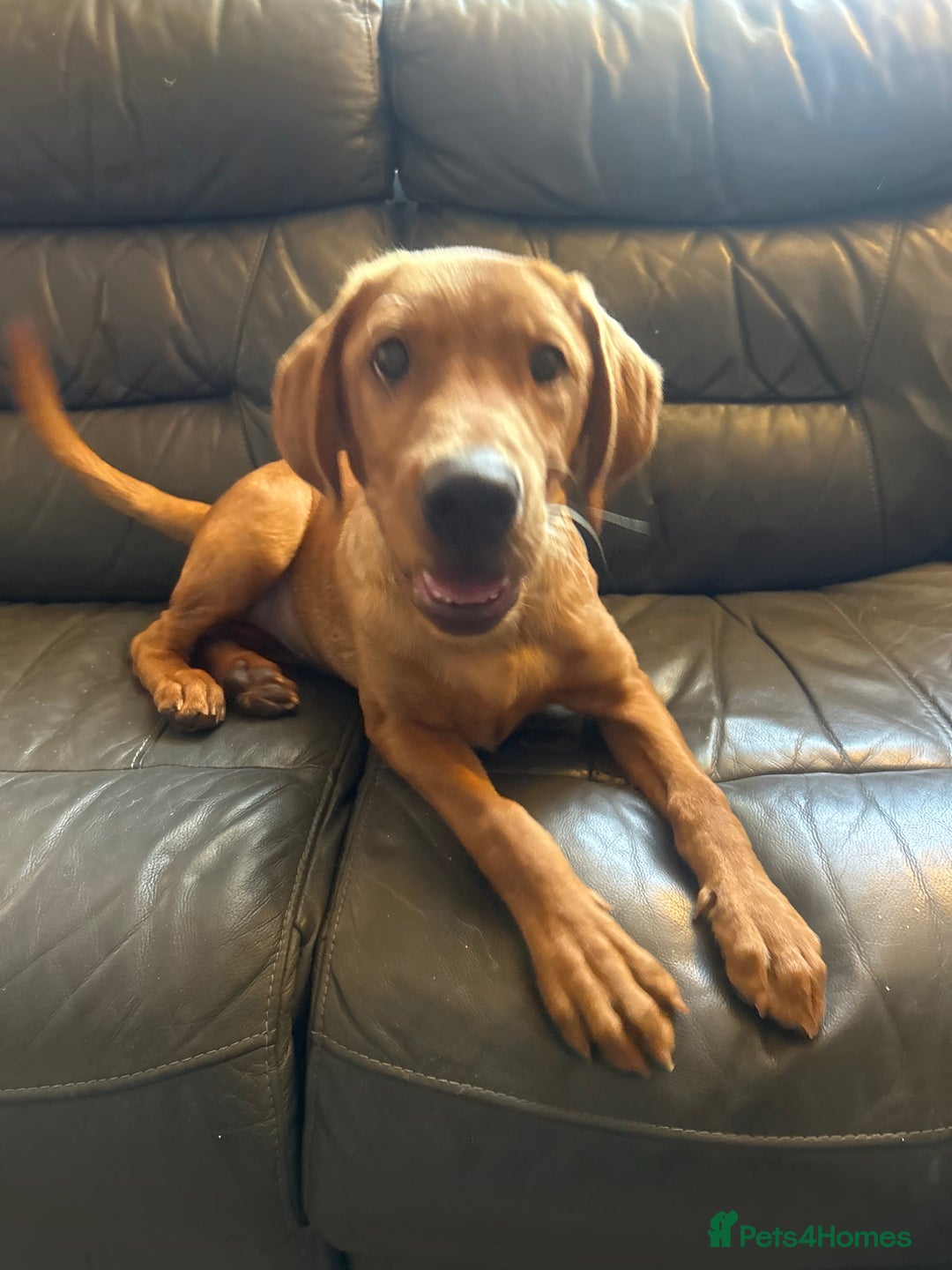 Labrador Retriever dogs for sale: 6 month old red fox labrador for sale - Image 4