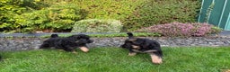 German Shepherd dogs for sale:  Kc Purebred German Shepherd  - Advert 2