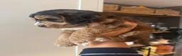 Cockapoo dogs for sale: 🐶 gorgeous cockapoo pups (spaniel back cross)🥰 - Advert 5