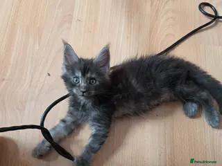 Maine Coon cats TICA REGISTERED STUNNING KITTENS - Advert 1