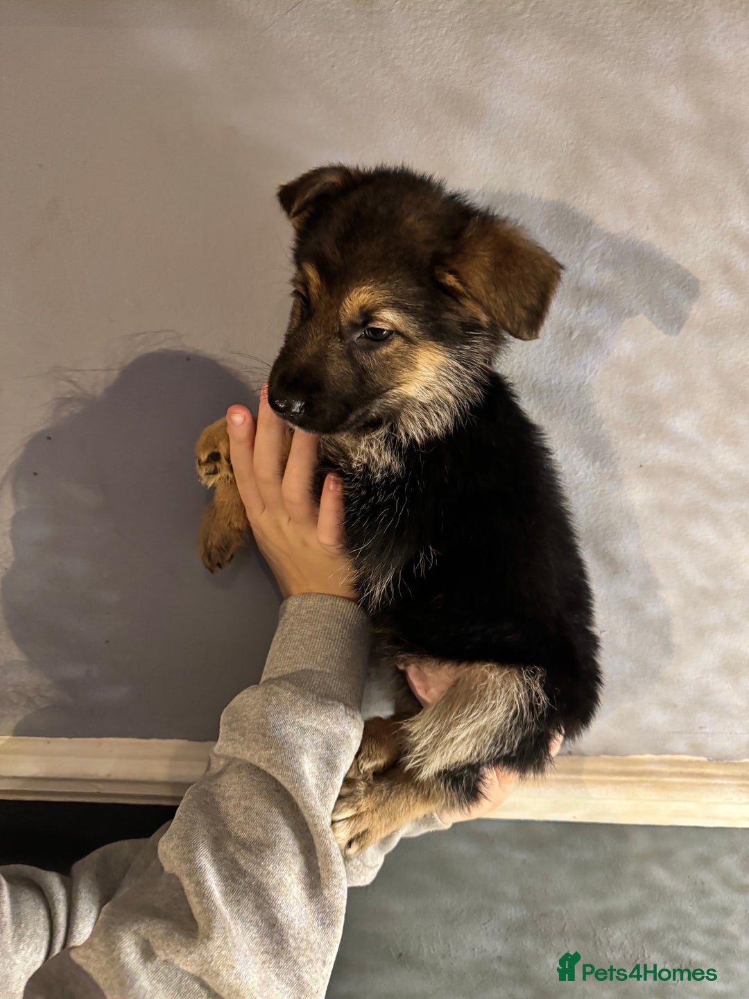 German Shepherd dogs for sale: Ready to meet your new best friend  - Advert 5