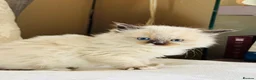 Ragdoll cats for sale: Ragdoll kittens  - Advert 11
