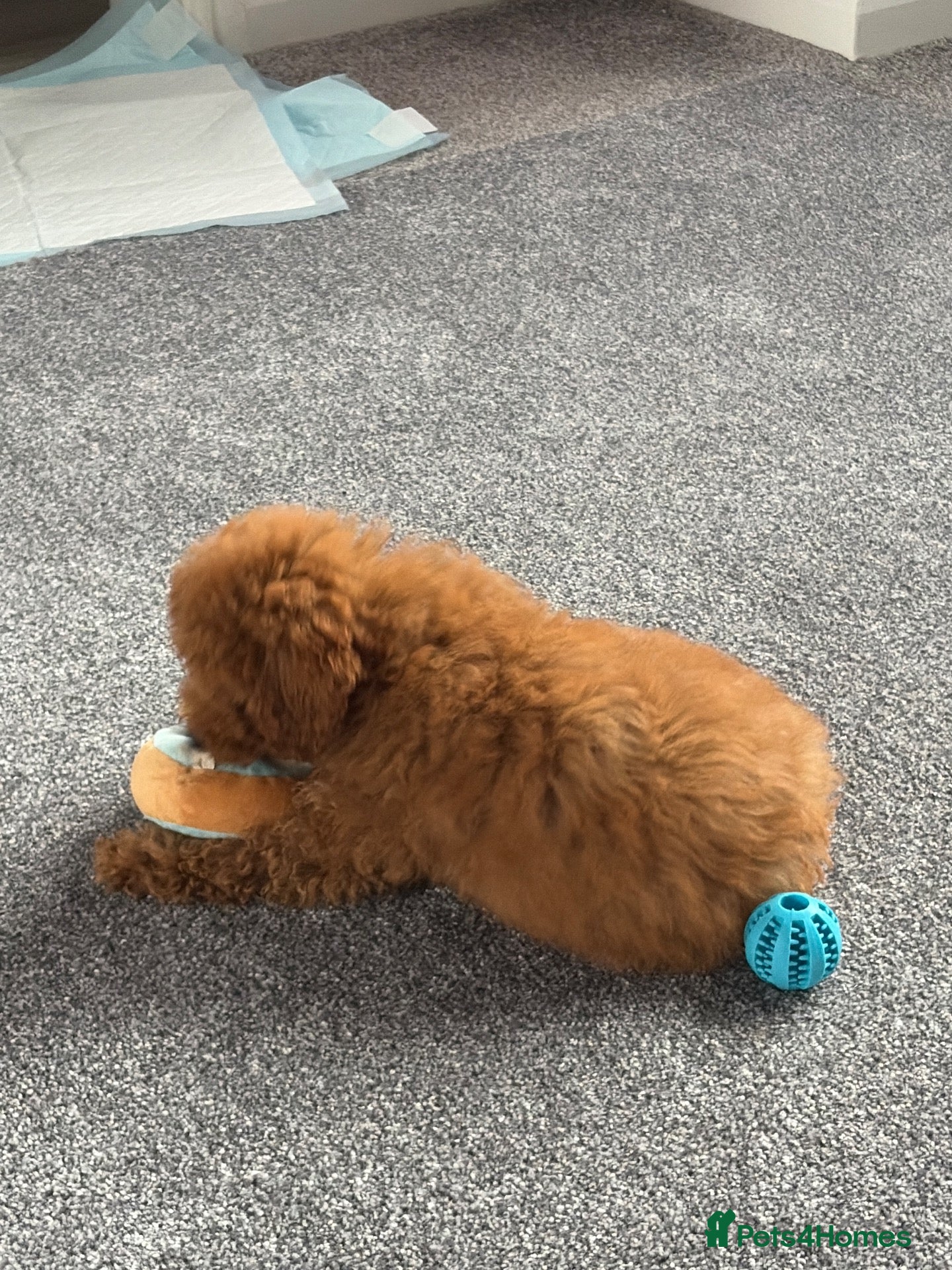 Poodle dogs for sale: Miniature poodle - Advert 1