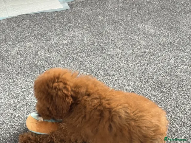 Poodle dogs for sale: Miniature poodle - Advert 1