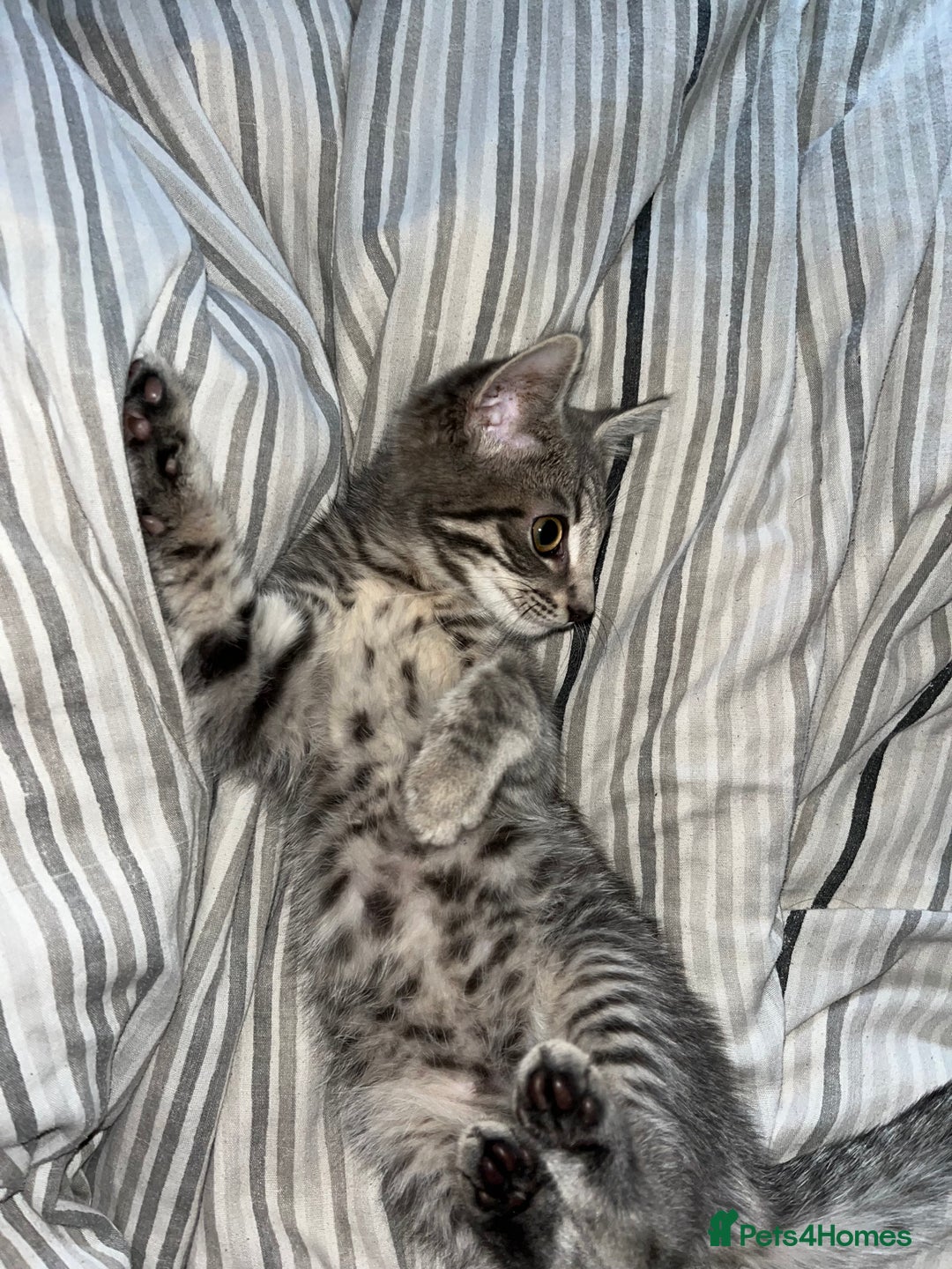 Mixed Breed cats for sale: 1 beautiful female tabby kitten - Image 4